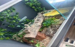 Corn Snake reptiles for sale: Corn snake with viv and full setup - Image 4