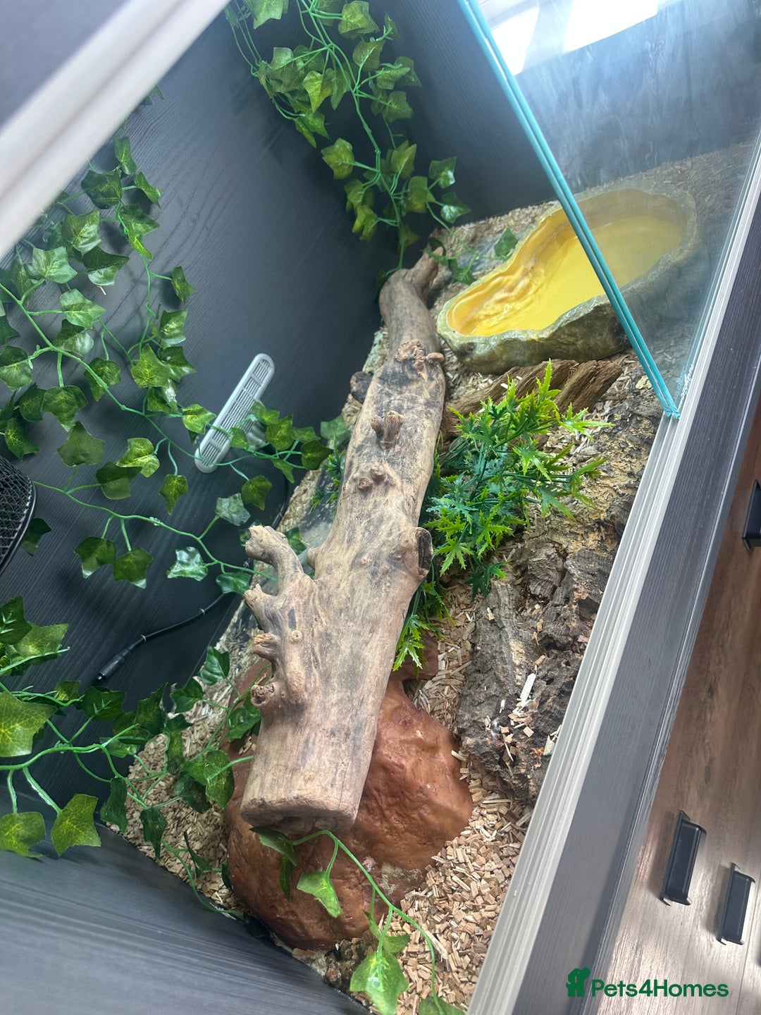 Corn Snake reptiles for sale: Corn snake with viv and full setup - Image 4