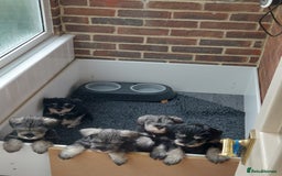 Miniature Schnauzer dogs for sale: Pre-orders for our beautiful Miniature Schnauzer - Image 4