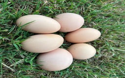 Chickens poultry for sale: Pol Hens For Sale - Image 9
