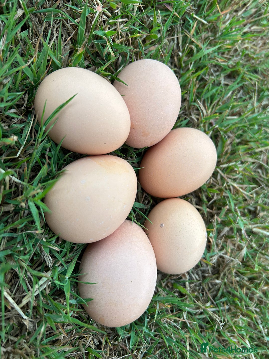 Chickens poultry for sale: Pol Hens For Sale - Image 9
