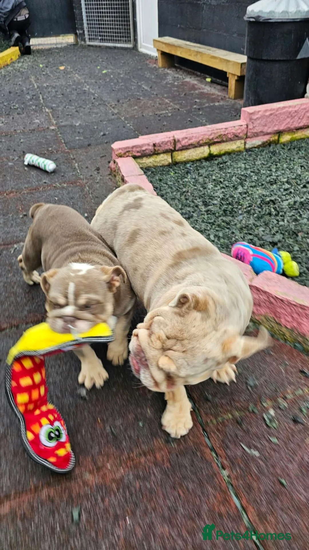 English Bulldog dogs for sale: Sweet Lilac Tri Bulldog - Advert 5