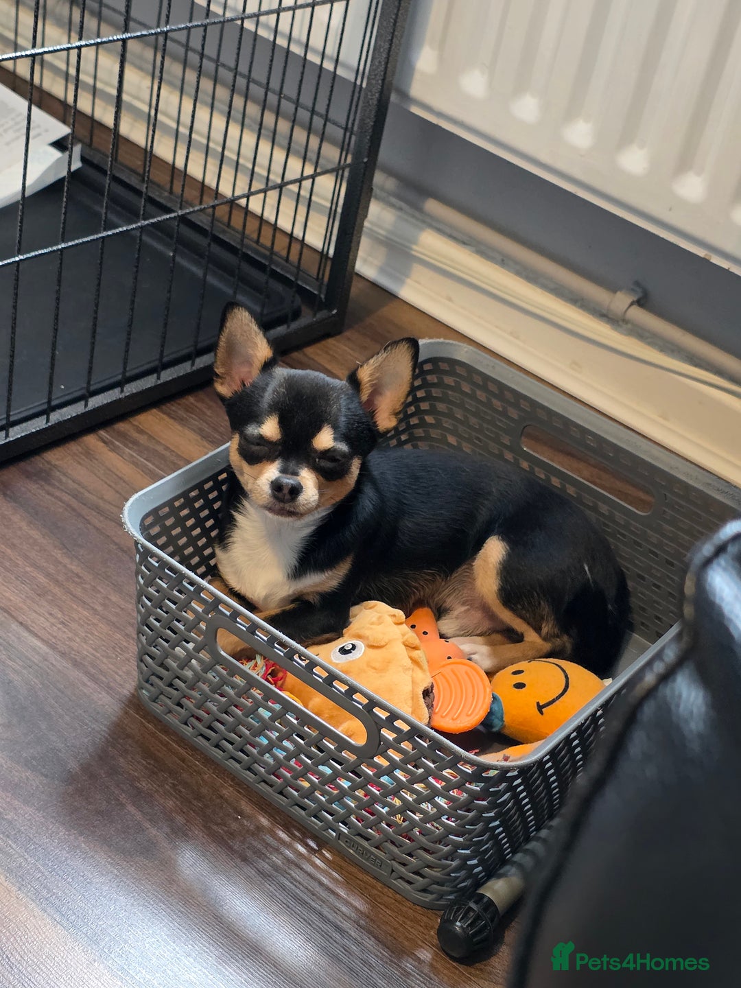 Chihuahua dogs for sale: LAST ONE Chihuahuas for sale BOY  - Image 4