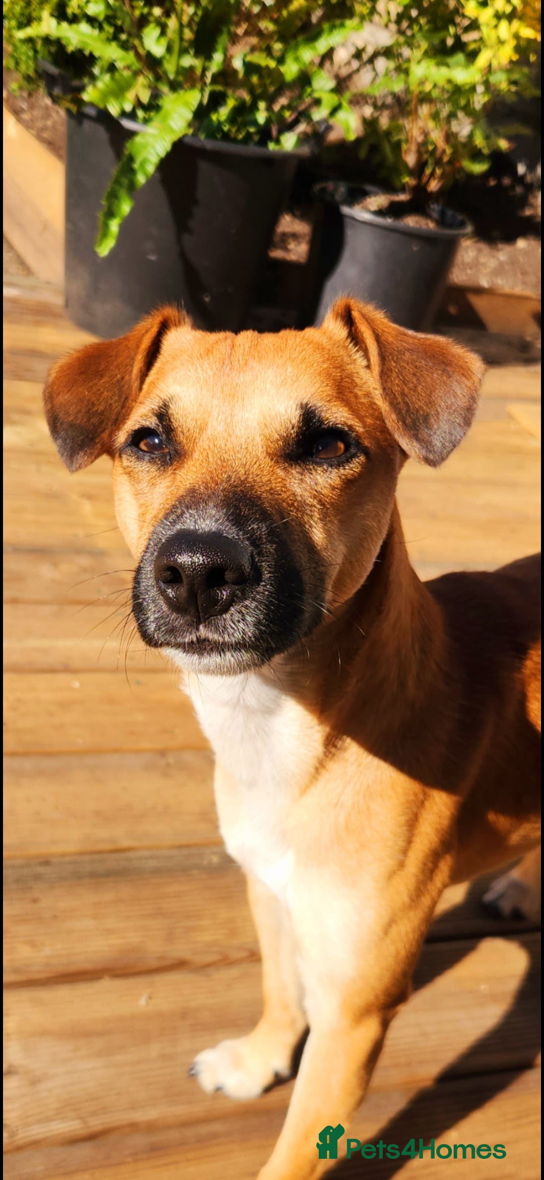 Jack Russell dogs for stud: Jack Russell for stud - Image 1