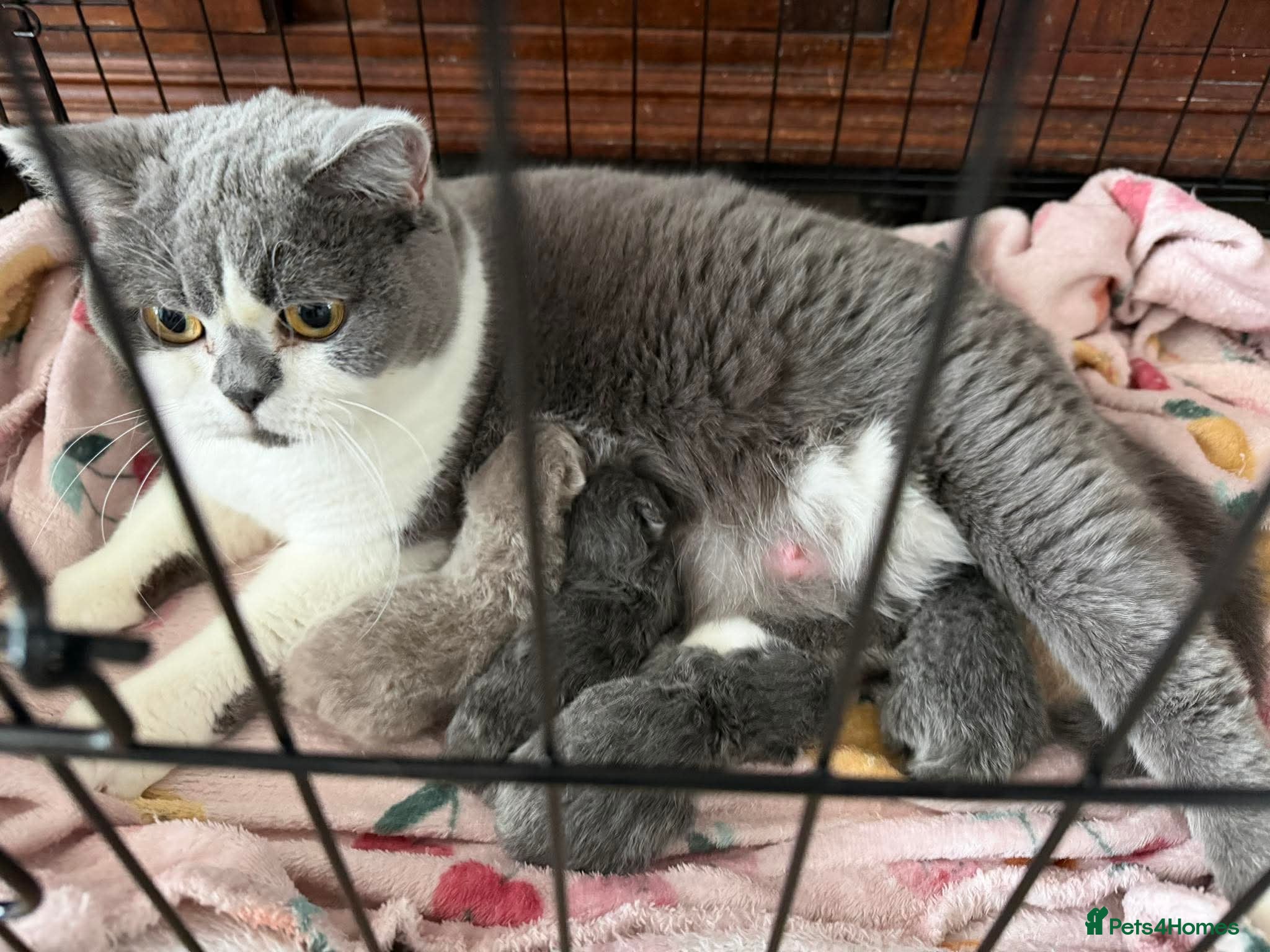British Shorthair cats GGCF blue british shorthair kittens - Advert 1