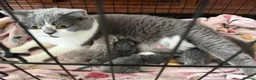 British Shorthair cats for sale: GGCF blue british shorthair kittens - Advert 1