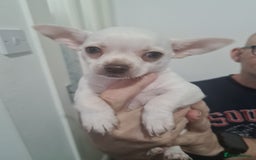 Chihuahua dogs for sale: Beautiful chihuahuas  - Image 6