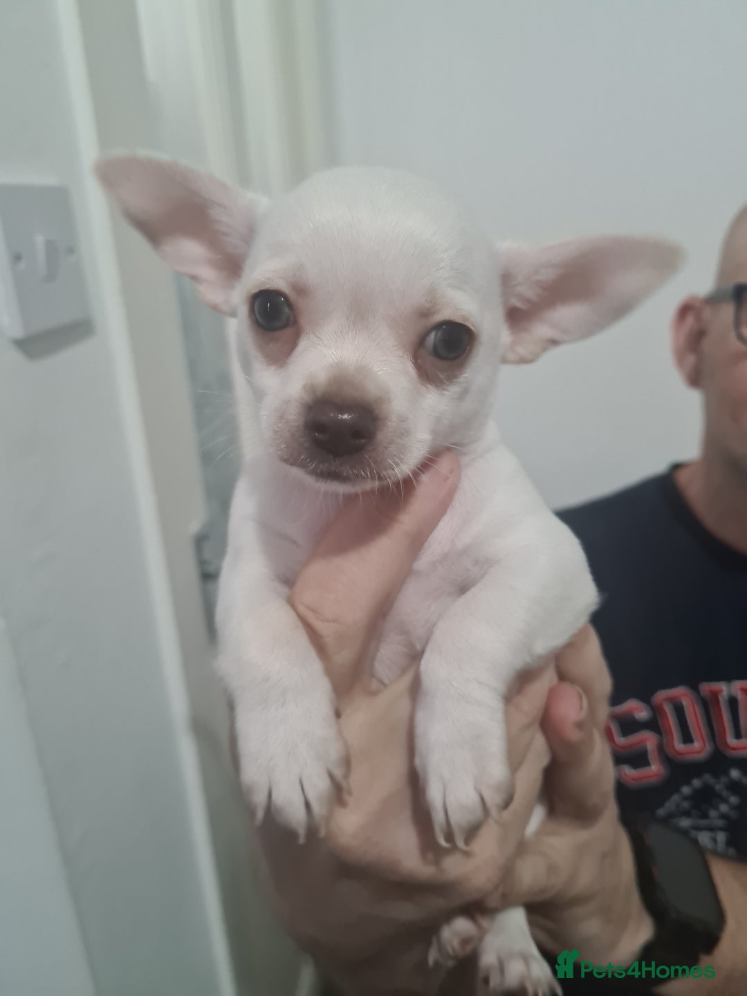 Chihuahua dogs for sale: Beautiful chihuahuas  - Image 6