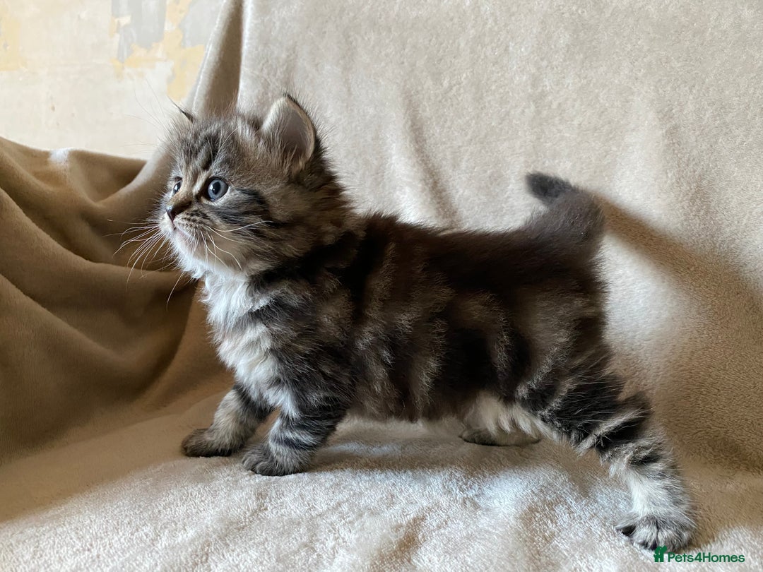 Ragdoll cats for sale: Ragdoll x  - Image 2