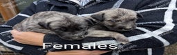 Irish Wolfhound dogs for sale: Wolfhound/Deerhound Pups - Advert 6