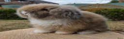 Angora rabbits for sale:  Super fluffy baby teddywidders  - Advert 8