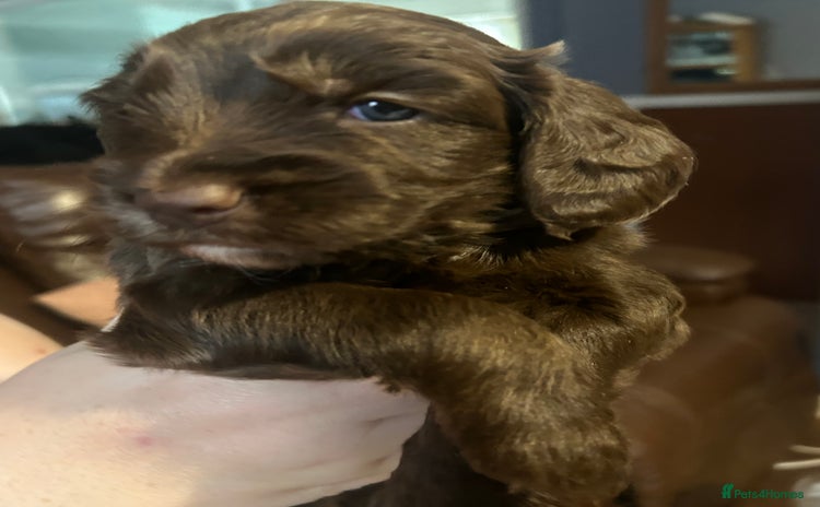 Cockapoo dogs - Advert 1