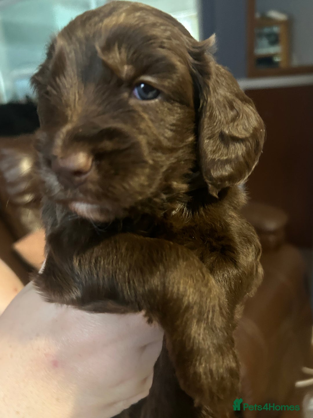 Cockapoo dogs for sale: Beautiful litter of F2 cockapoos  - Image 1
