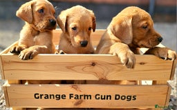 Labrador Retriever dogs for sale: ONLY 1 BEAUTIFUL KC FOX RED GIRL LAB AVAILABLE - Image 9