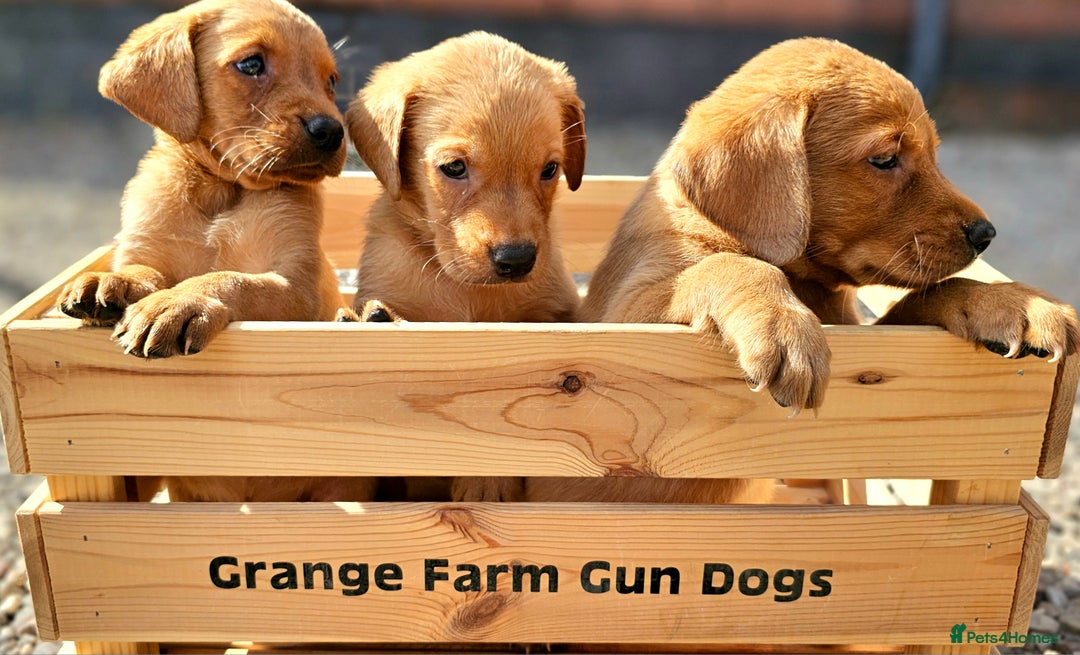 Labrador Retriever dogs for sale: ONLY 1 BEAUTIFUL KC FOX RED GIRL LAB AVAILABLE - Image 9