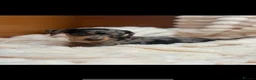 Jackshund dogs for sale: Jackshund Puppies 🐶 - Advert 5