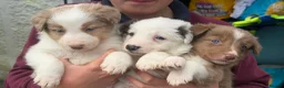 Border Collie dogs for sale: Border collie puppies - Advert 9