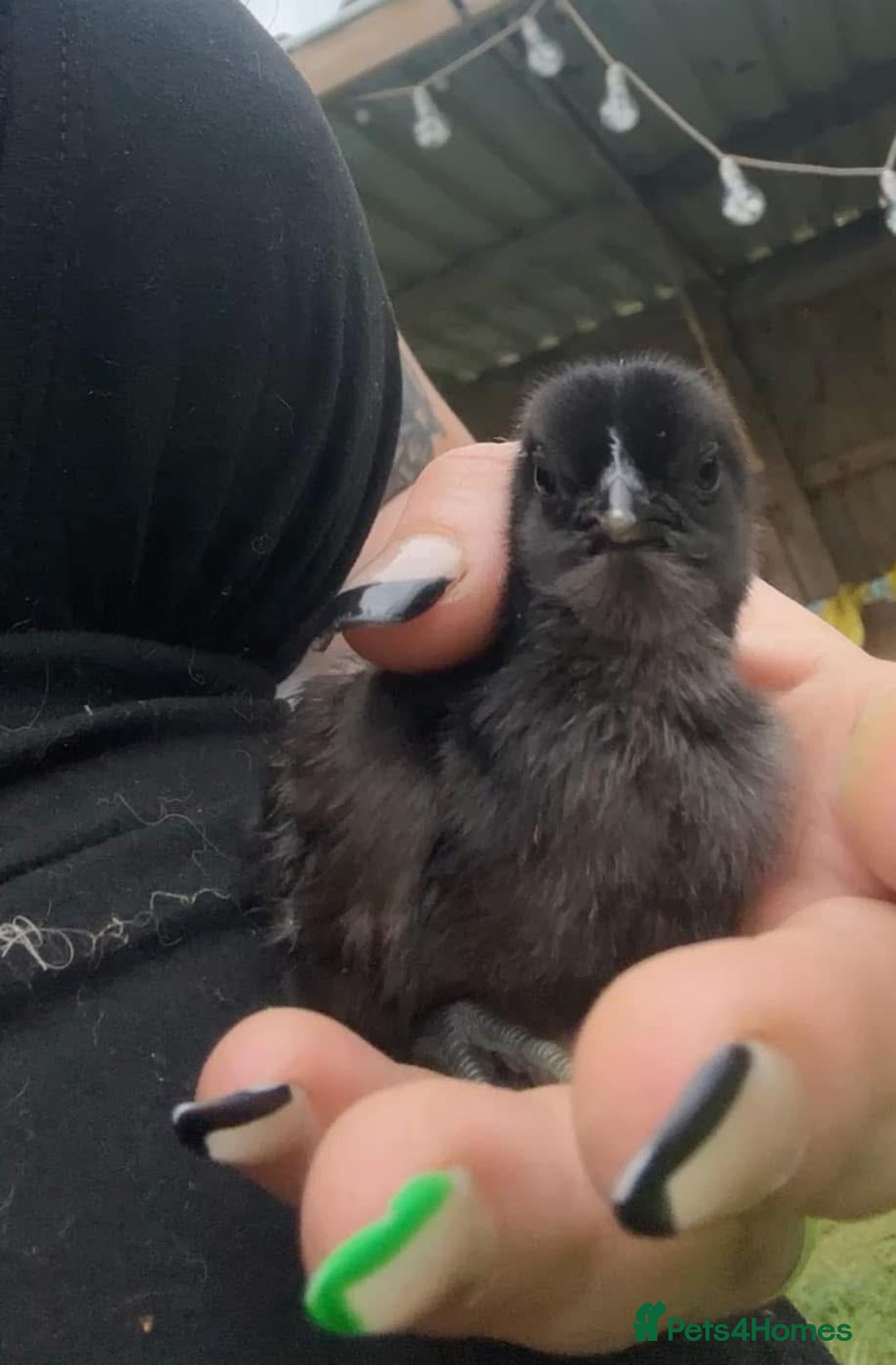 Chickens poultry for sale: RARE Ayam Cemani chicks - Image 4