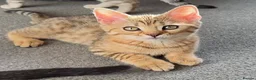 Mixed Breed cats for sale: STUNNING SCOTTISH BENGAL HYBRID KITTENS - Advert 9