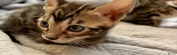 Bengal cats for sale: 4 gorgeous female Bengal kittens ready to reserve - Advert 6