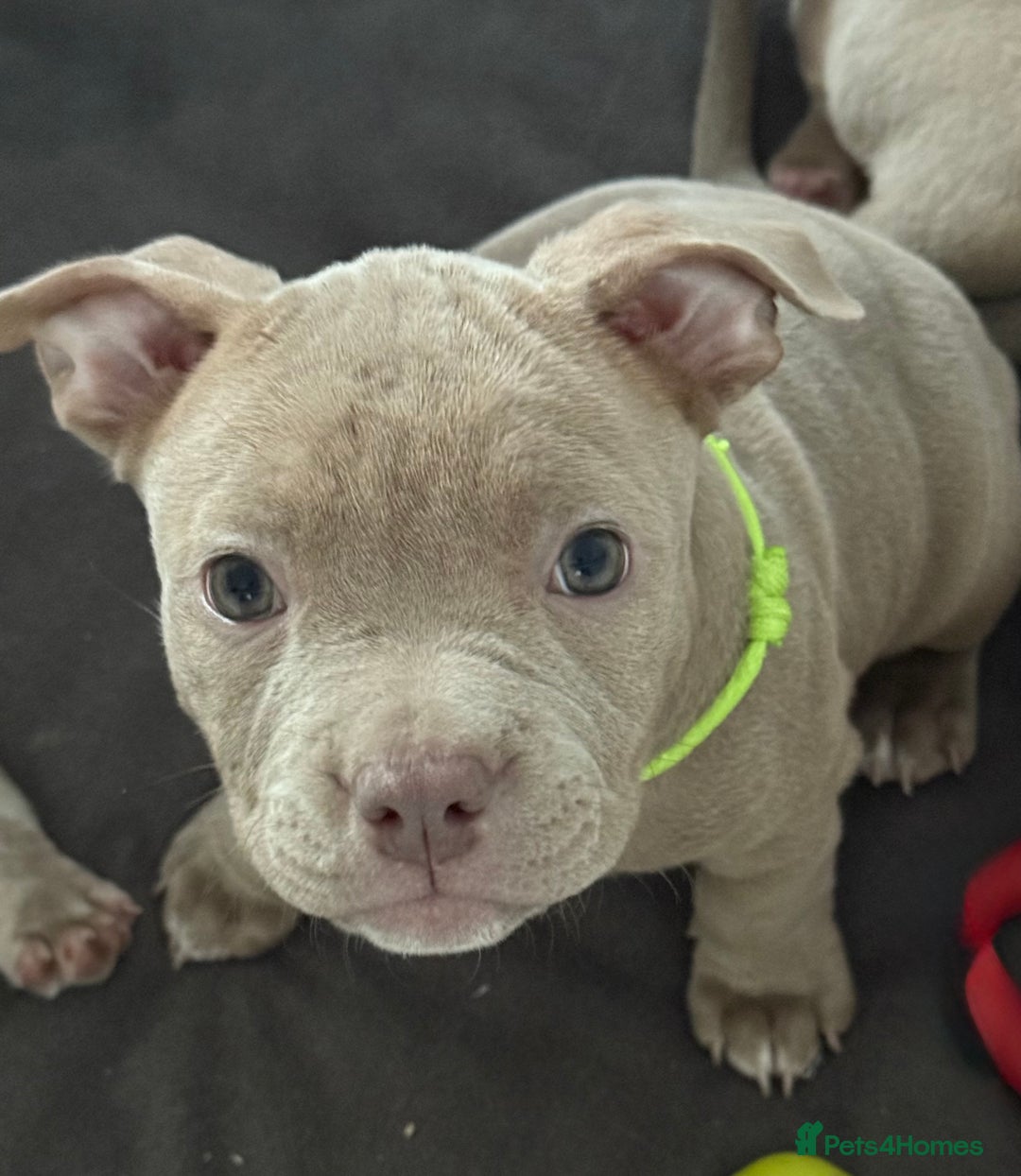 American Bully dogs for sale: Pocket bully  - Image 16