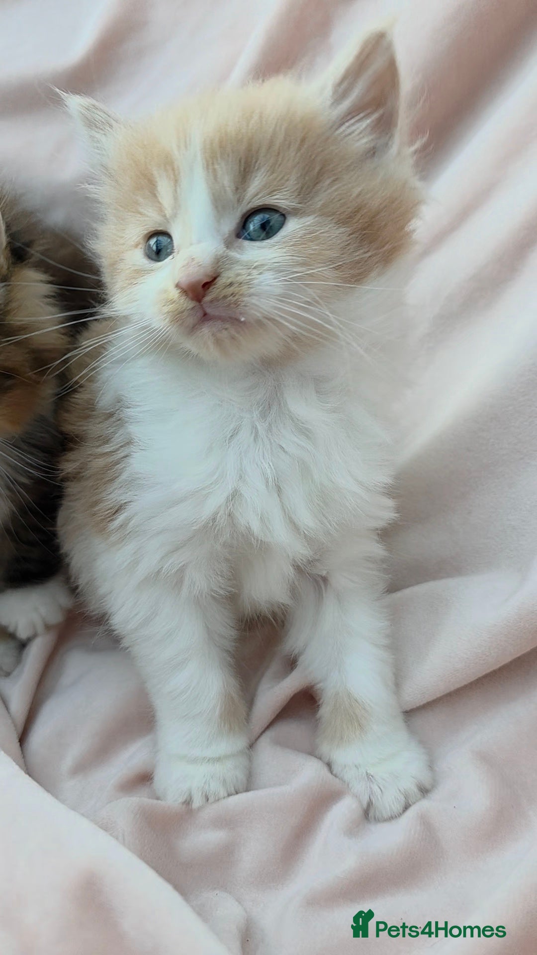 Maine Coon cats for sale: Fluffy Maine Coon Kittens for Sale - Advert 9