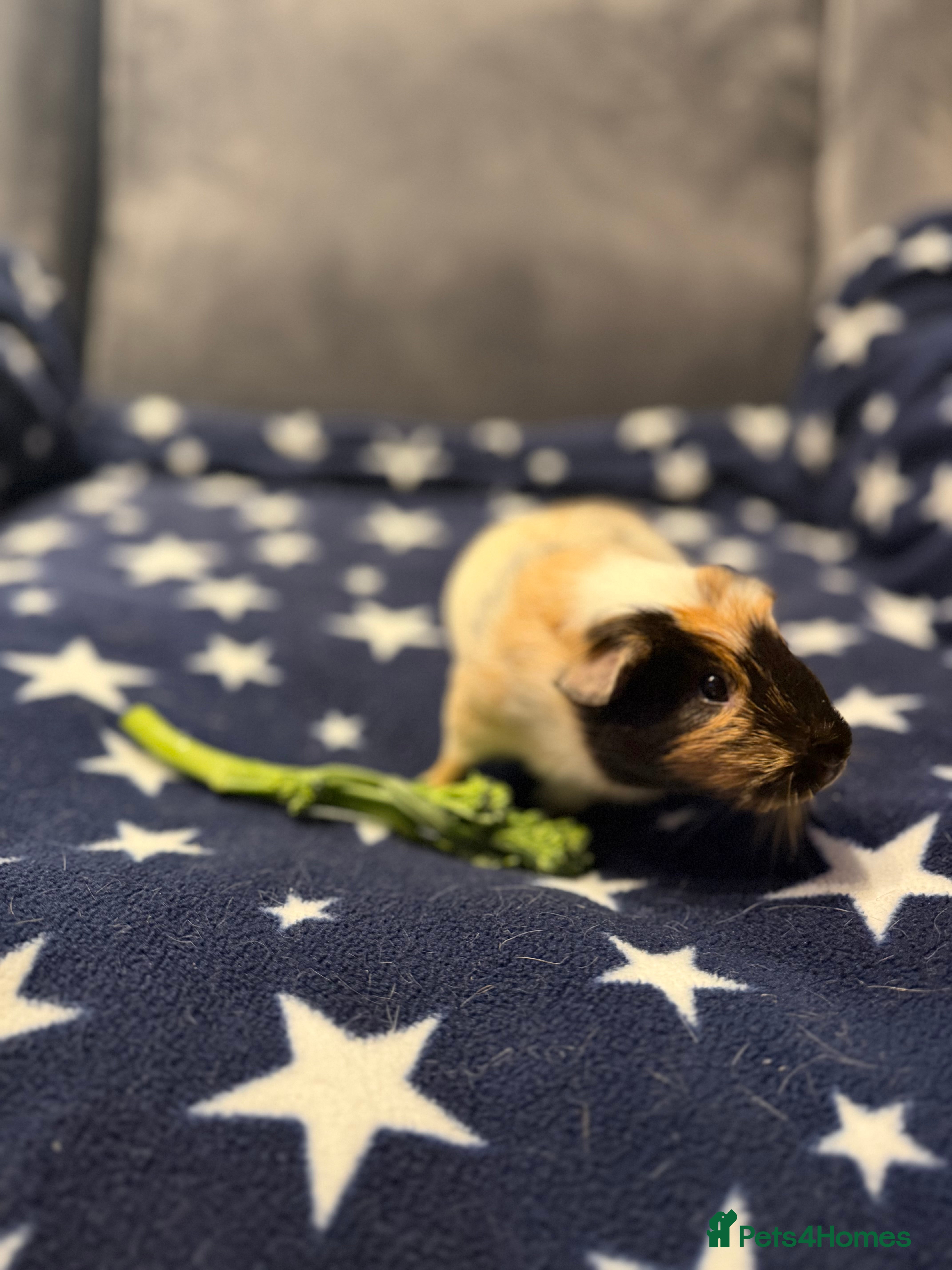 Guinea Pig rodents FREE Two Female Guinea Pigs looking for a new home - Advert 1