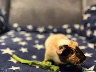 Guinea Pig rodents FREE Two Female Guinea Pigs looking for a new home - Advert 4