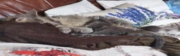 Maine Coon cats for sale: Beautiful Maine Coon kitten - Advert 10