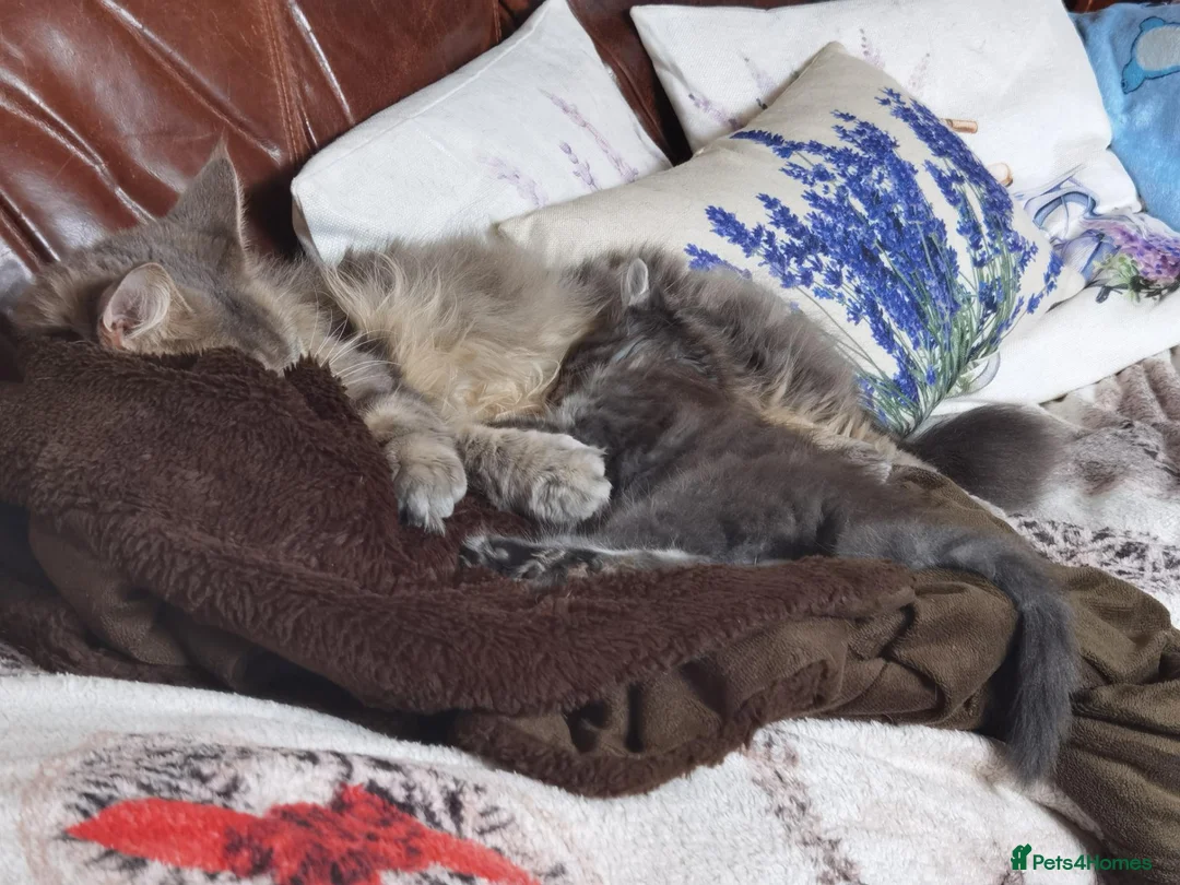 Maine Coon cats for sale: Beautiful Maine Coon kitten - Advert 10