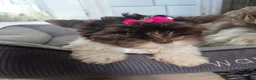 Yorkshire Terrier dogs for sale: Last tiny girl puppy - Advert 2