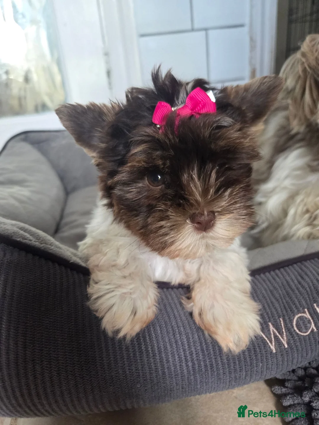 Yorkshire Terrier dogs for sale: Last tiny girl puppy - Advert 2