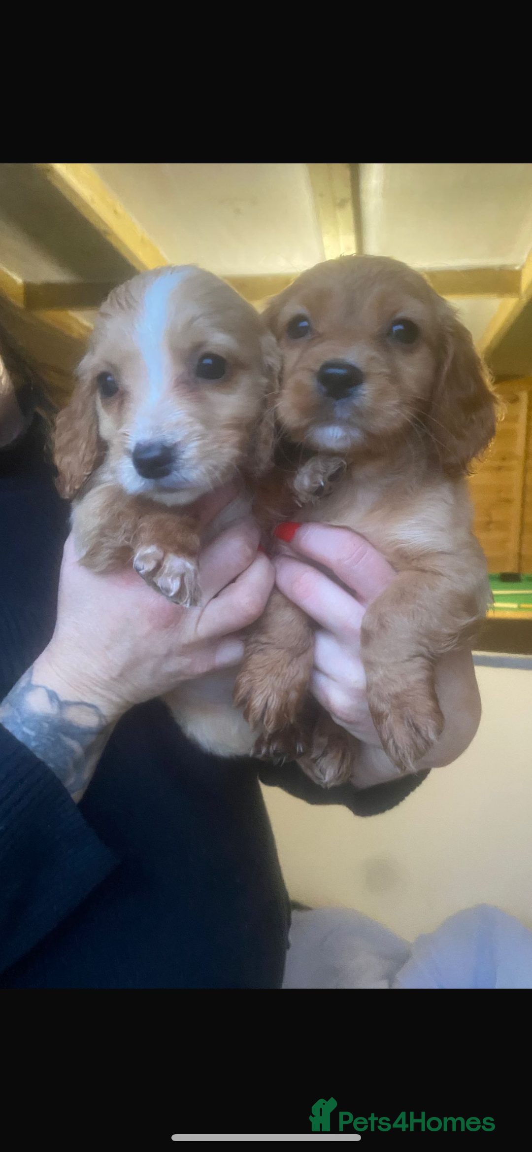 Cockapoo dogs for sale: Cockapoo’s - Advert 3