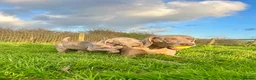 Weimaraner dogs for sale: Weimaraner Puppies READY NOW one left ! - Advert 5
