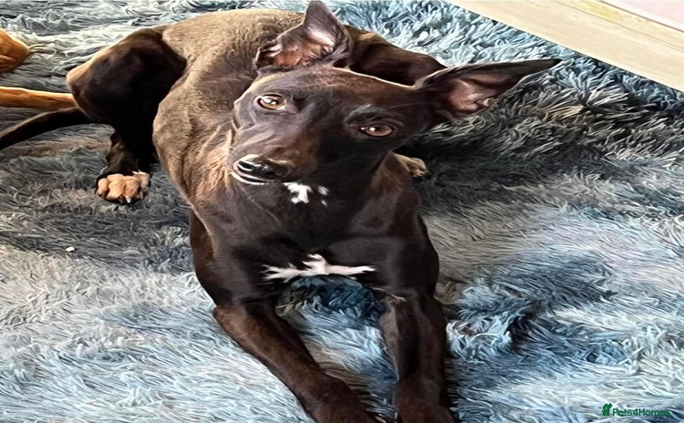 Whippet dogs KC registered stunning selection whippet pups - Advert 3