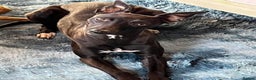 Whippet dogs for sale: KC registered stunning selection whippet pups - Advert 7