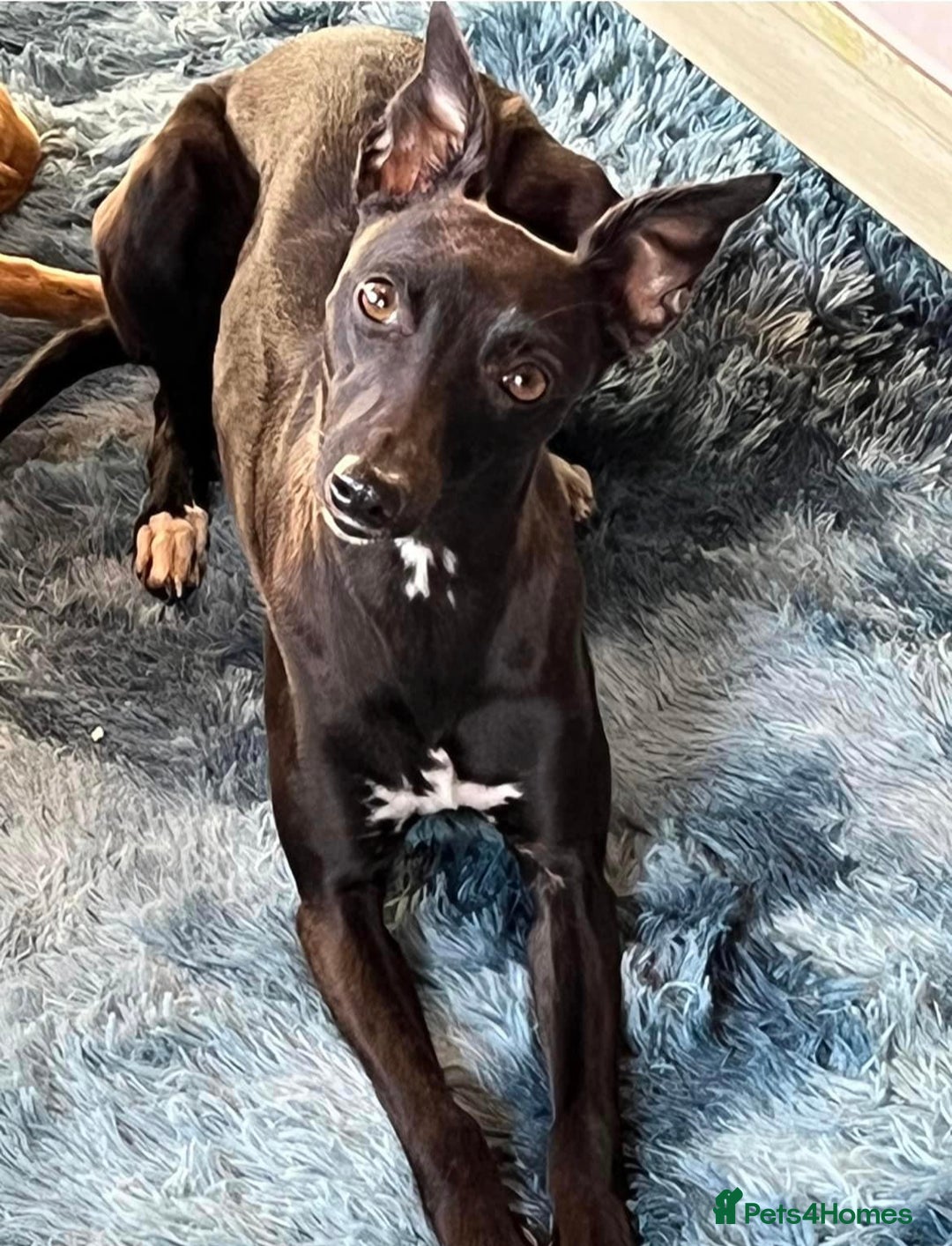 Whippet dogs for sale: KC registered stunning selection whippet pups - Advert 7