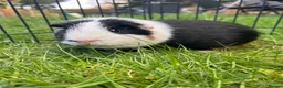 Guinea Pig rodents for sale: Hawk & Panda  - Advert 13