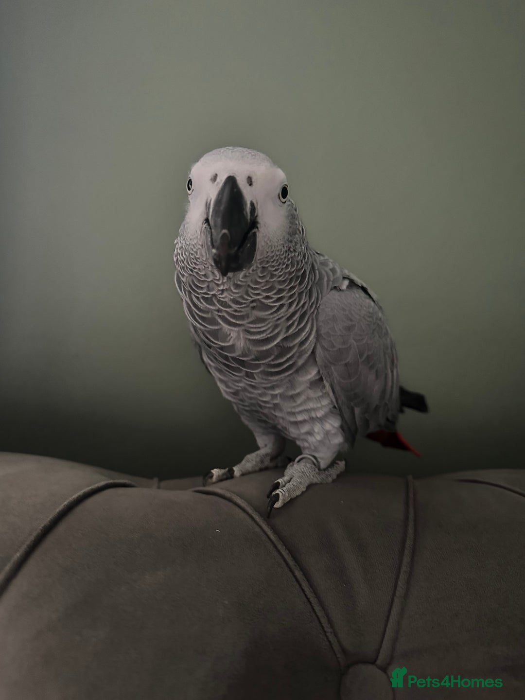 Parrots birds for sale: African Grey - Advert 1