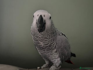 Parrots birds African Grey - Advert 10
