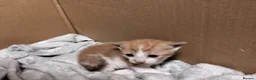 Mixed Breed cats for sale: 2 cheeky ginger and white kittens  - Advert 7
