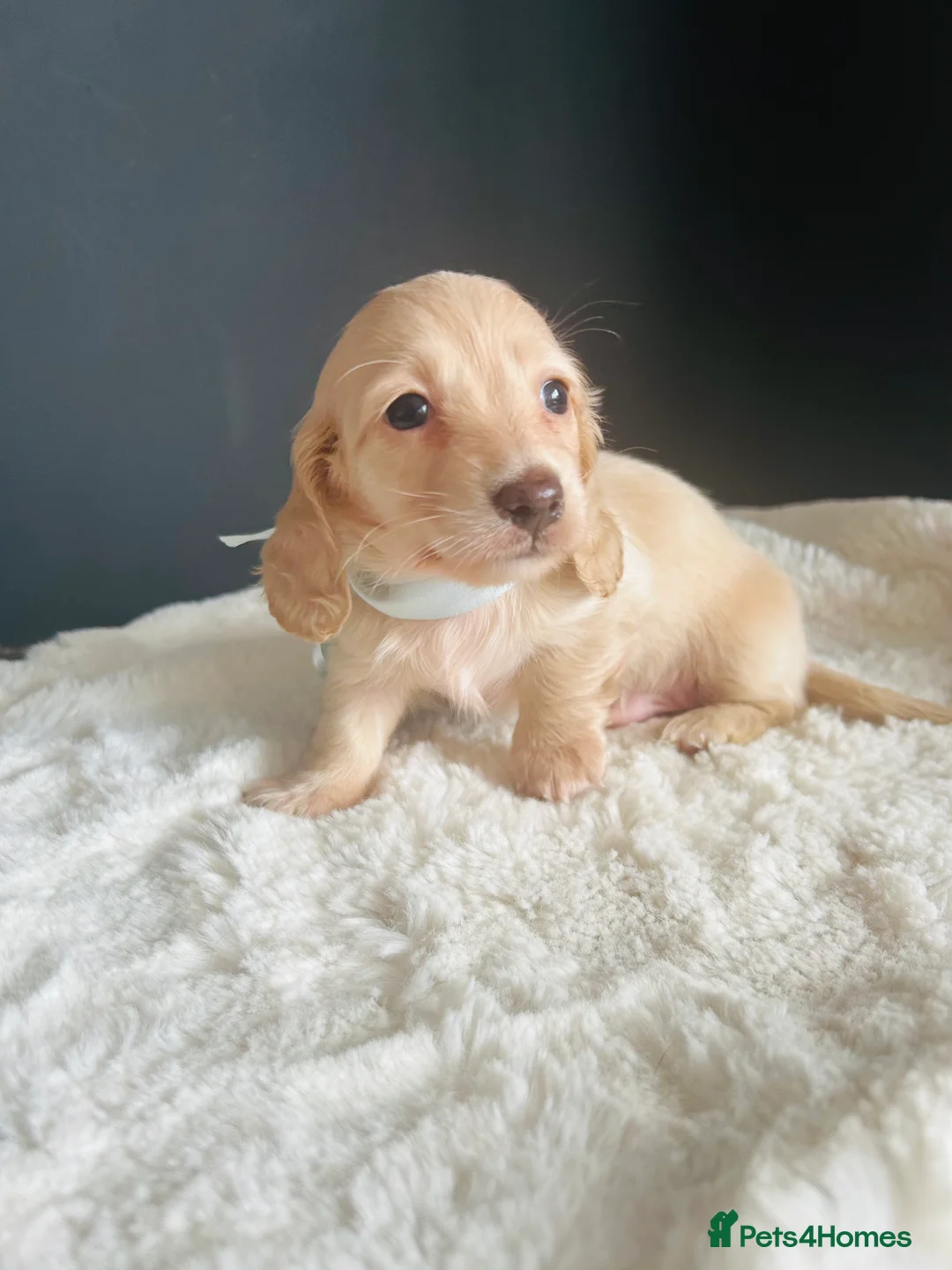 Miniature Dachshund dogs for sale: Creams-5 Star Breeder ⭐️⭐️⭐️⭐️⭐️ - Advert 9