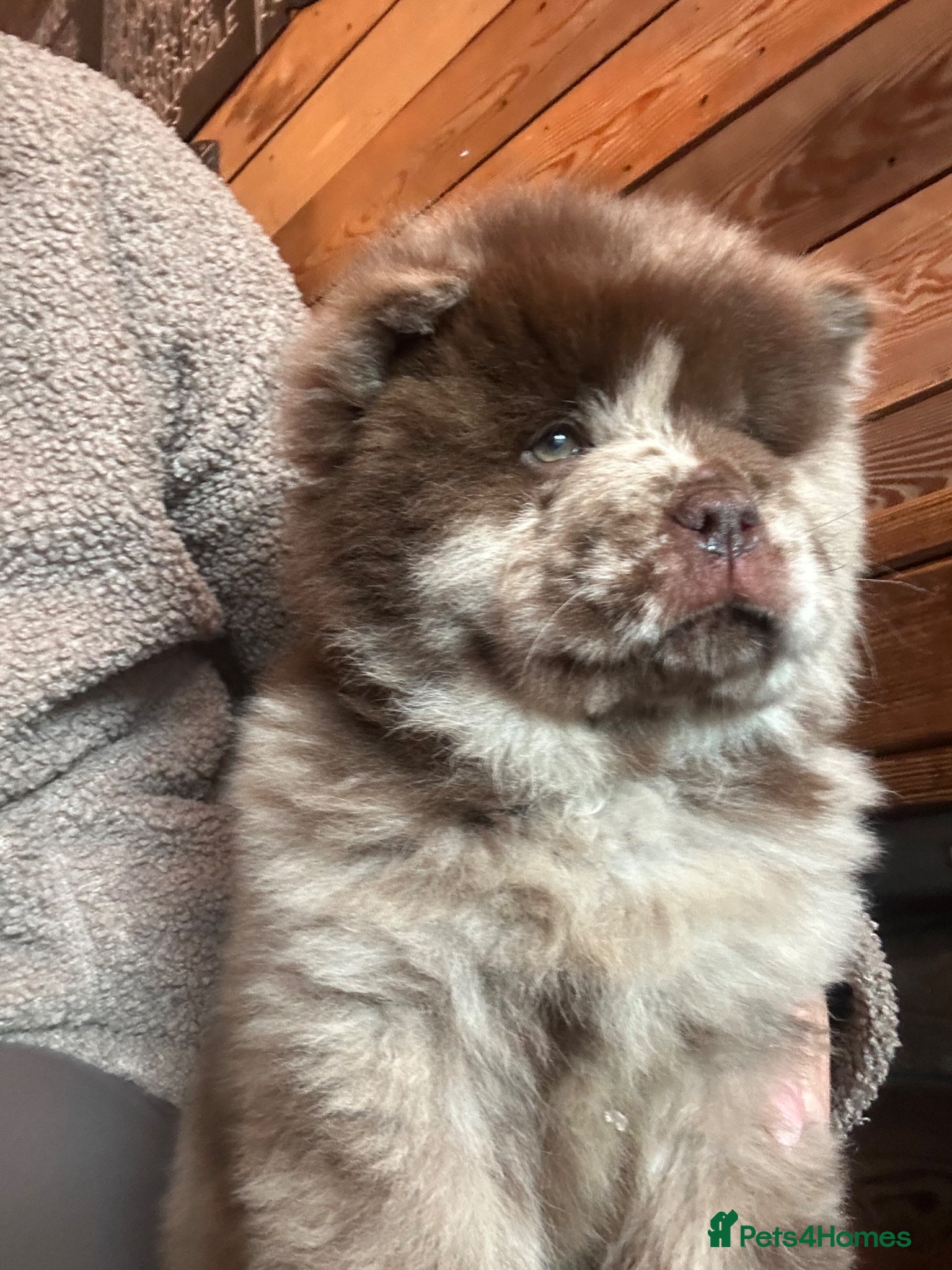 Chow Chow dogs Chow chow puppy’s  - Advert 4