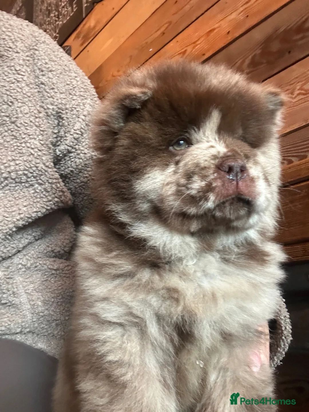 Chow Chow dogs for sale: Chow chow puppy’s  - Advert 2