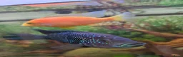 Plecos fish for sale: Tropical fish for sale in Macclesfield - Advert 9