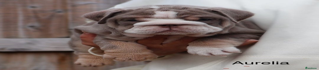English Bulldog Puppy 6
