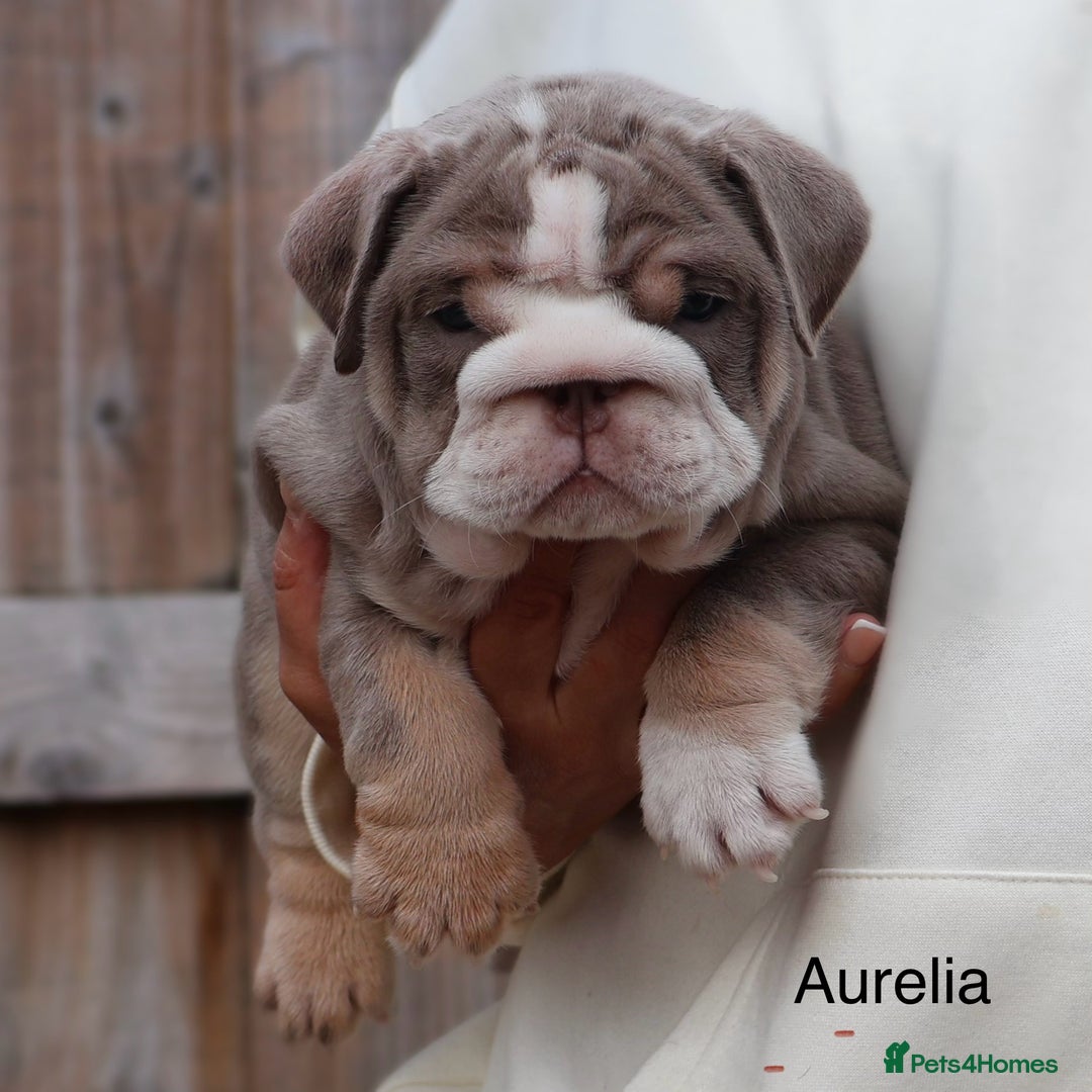 English Bulldog dogs for sale: Outstanding English bulldog puppies - Image 13