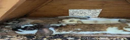 Mixed Breed rabbits for sale: 5 female rabbits looking for a forever home  in Dumfries - Advert 3