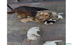 Cocker Spaniel dogs for sale: Stunning KC Show Type Cocker Spaniel Puppies - Image 9