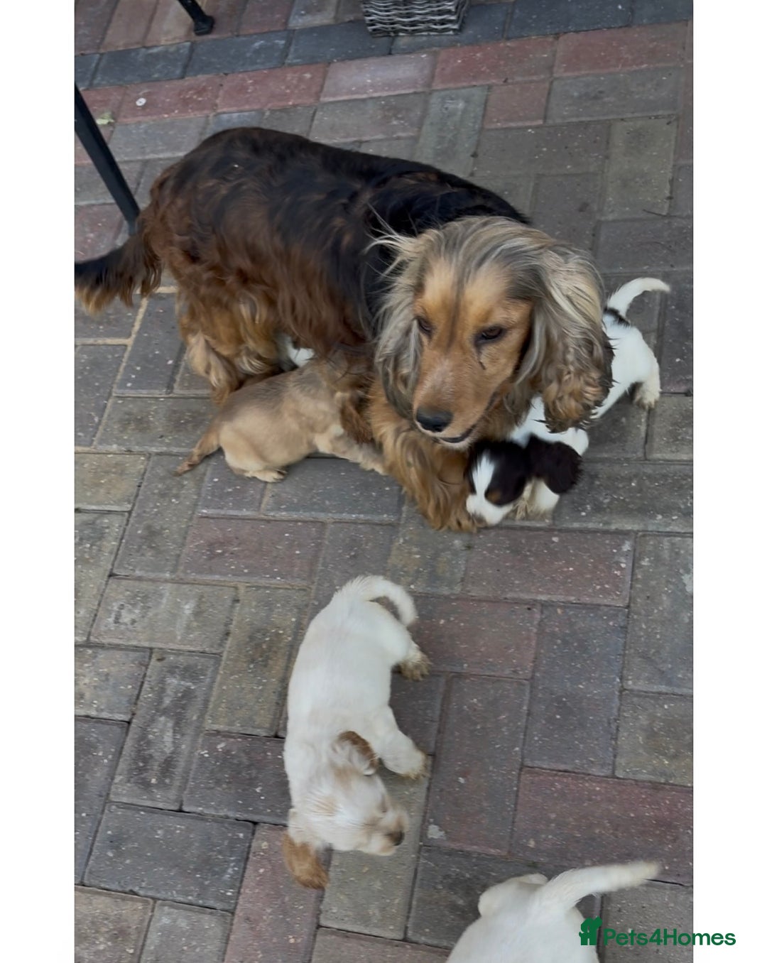 Cocker Spaniel dogs for sale: Stunning KC Show Type Cocker Spaniel Puppies - Image 9